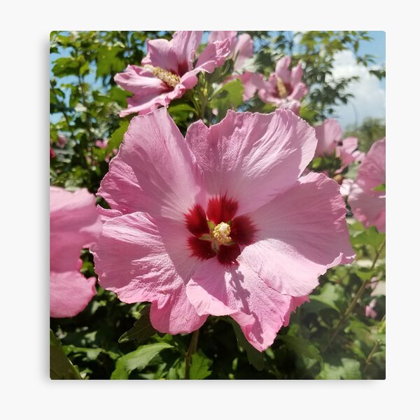Pink Hibiscus Flower in the Summer Metal Print