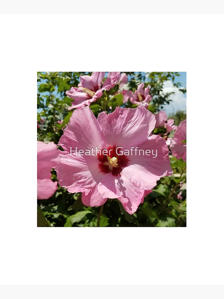 Thumbnail 6 of 6, Mounted Print, Pink Hibiscus Flower in the Summer designed and sold by Heather Gaffney.