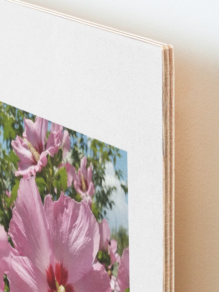 Thumbnail 3 of 6, Mounted Print, Pink Hibiscus Flower in the Summer designed and sold by Heather Gaffney.