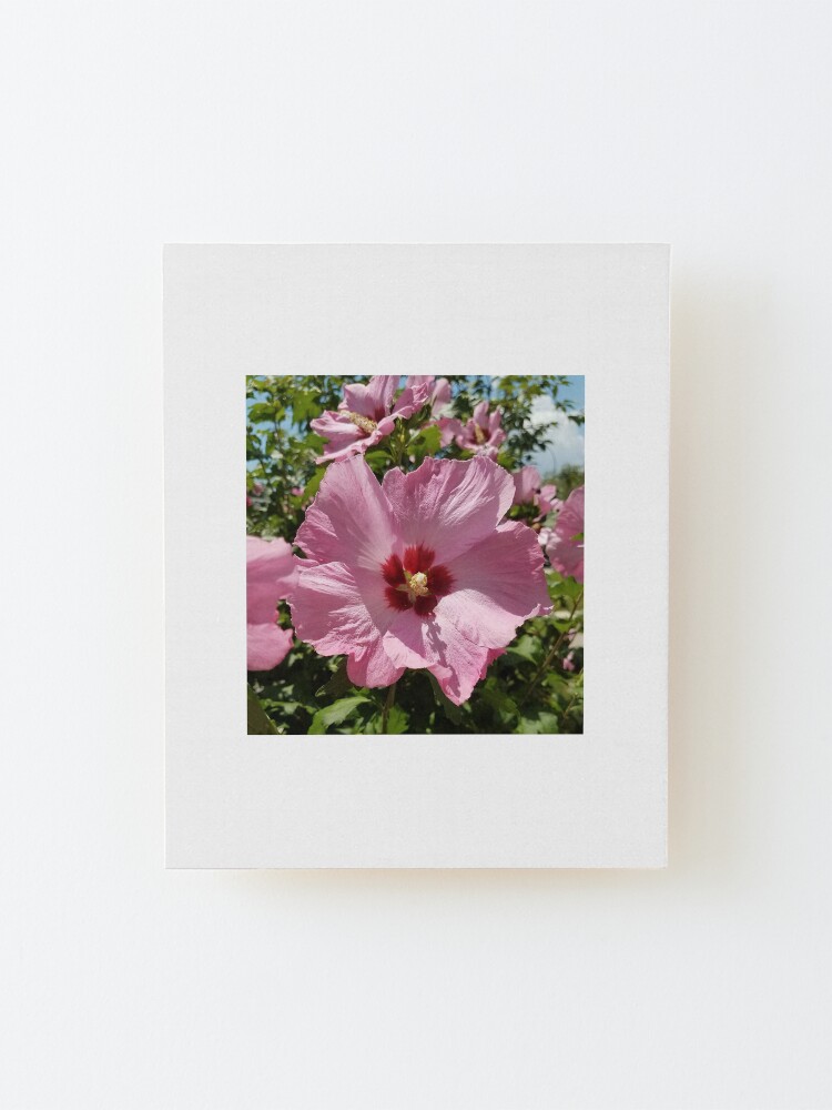 Thumbnail 2 of 6, Mounted Print, Pink Hibiscus Flower in the Summer designed and sold by Heather Gaffney.