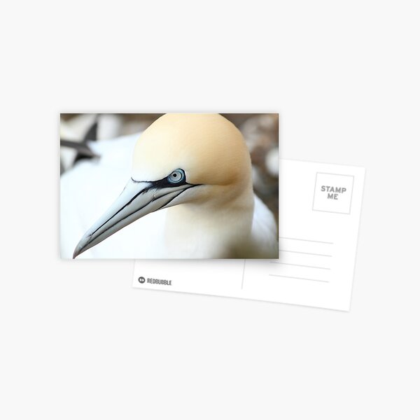 Gannet Postcard