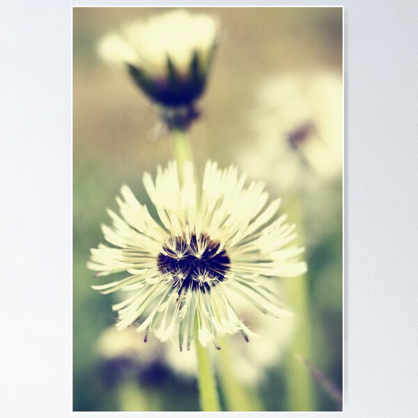 Item preview, Dandelions designed and sold by Falko-Follert.