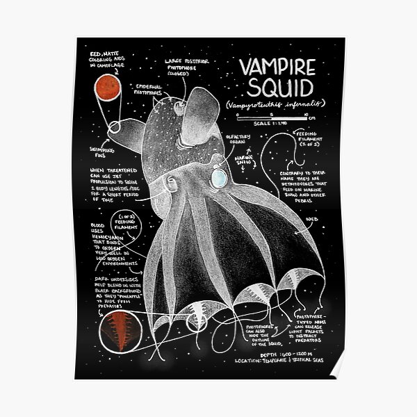 Vampire Squid - Deep Sea Creatures Collection Poster