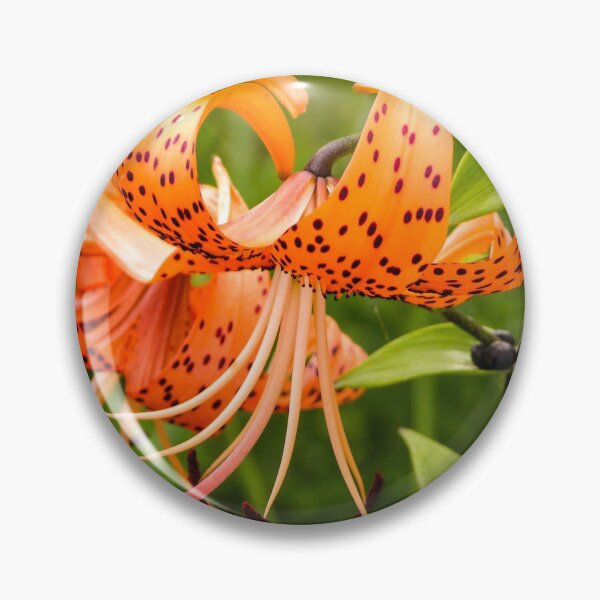 Artikelvorschau, Turk's Cap Lilly entworfen und verkauft von circa24.