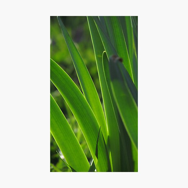Item preview, Greenery designed and sold by Roger Easley.