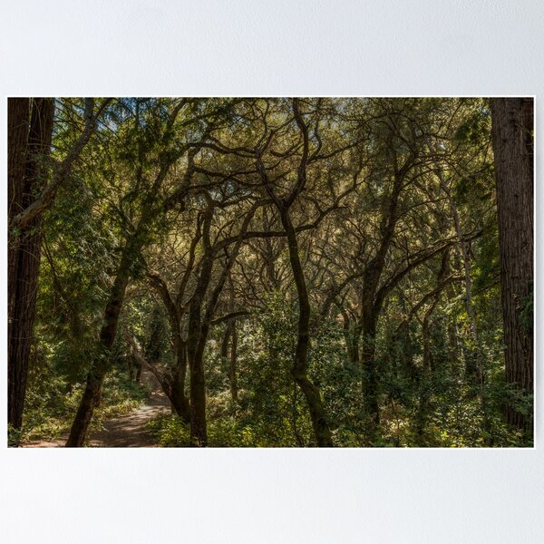 Item preview, Branching Out designed and sold by GeorgeBuxbaum.