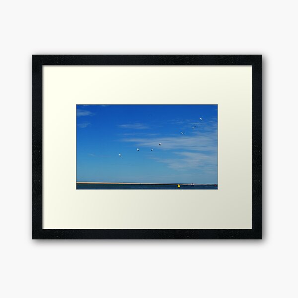 Gulls on the move Framed Art Print