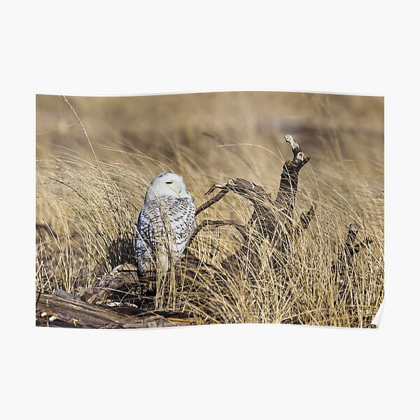 Hiding in the Grass -- Snowy Owl Poster