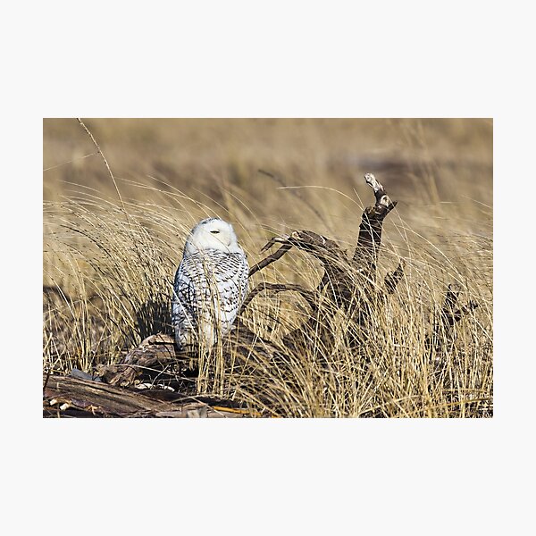 Hiding in the Grass -- Snowy Owl Photographic Print