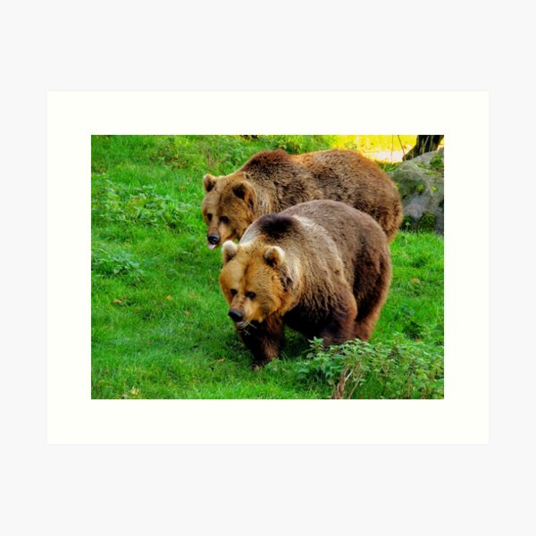 Hoodie Ursus Arctos Mammal Animal Wildlife Humor Brown Bear