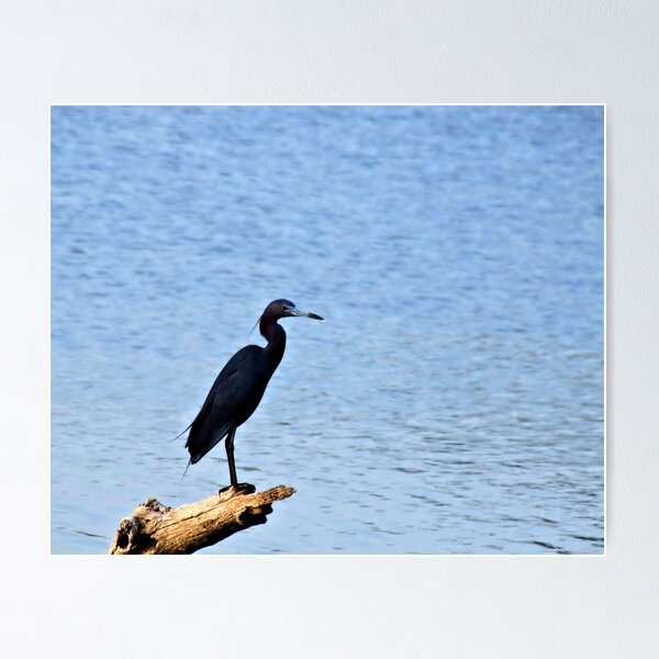 Item preview, Fishing for Breakfast on Lake Texoma designed and sold by aprilann.