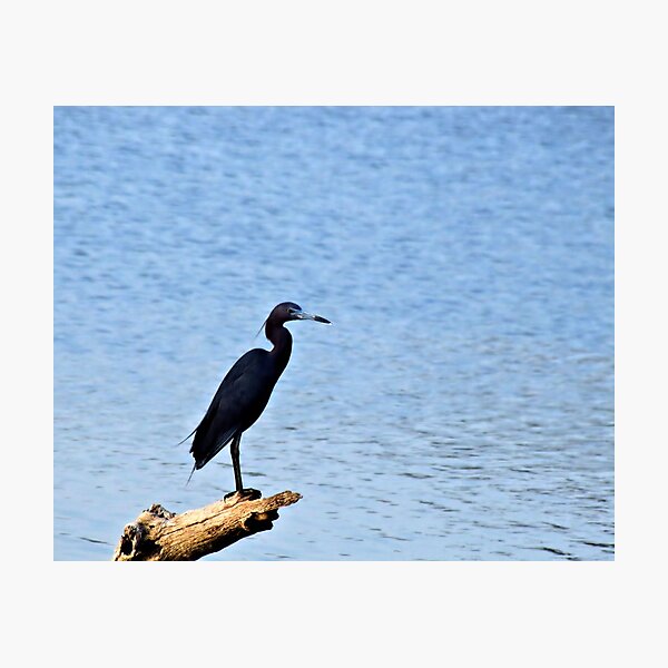 Item preview, Fishing for Breakfast on Lake Texoma designed and sold by aprilann.