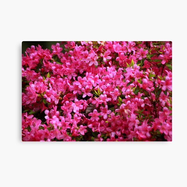 Pink Azalia Canvas Print