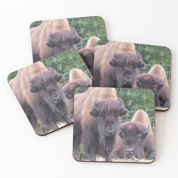 Item preview, Bison at the National Zoo designed and sold by Zoo and Nature Photography by Karie.