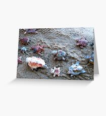 Turtle Tracking Greeting Card
