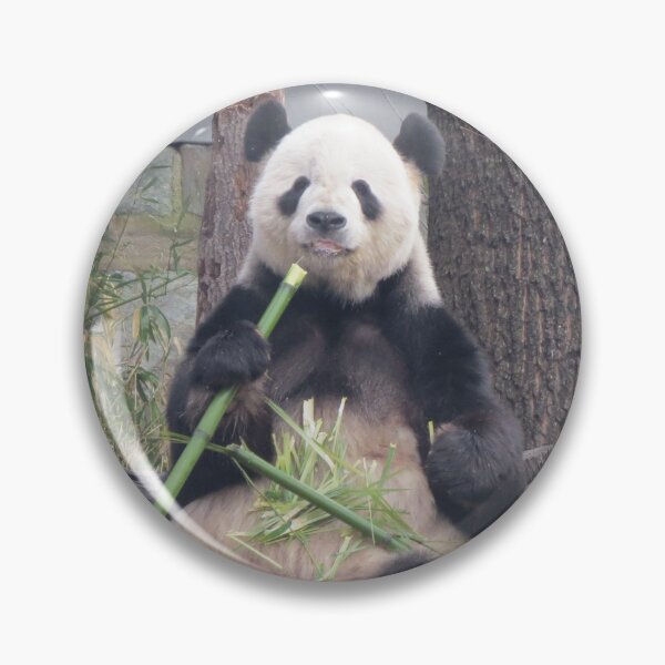 Item preview, Giant Panda Tian Tian at the National Zoo designed and sold by Zoo and Nature Photography by Karie.
