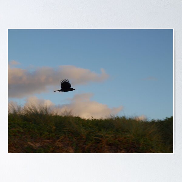 Item preview, crow in flight  designed and sold by geophotographic.