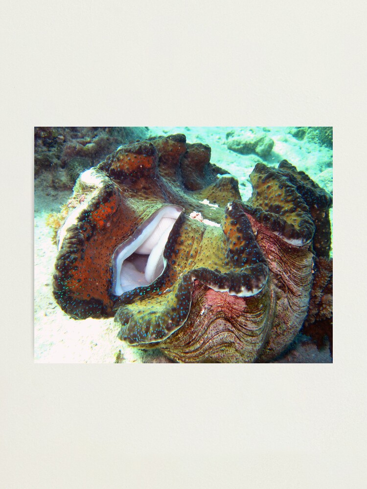 The Giant Clam Shell - 24