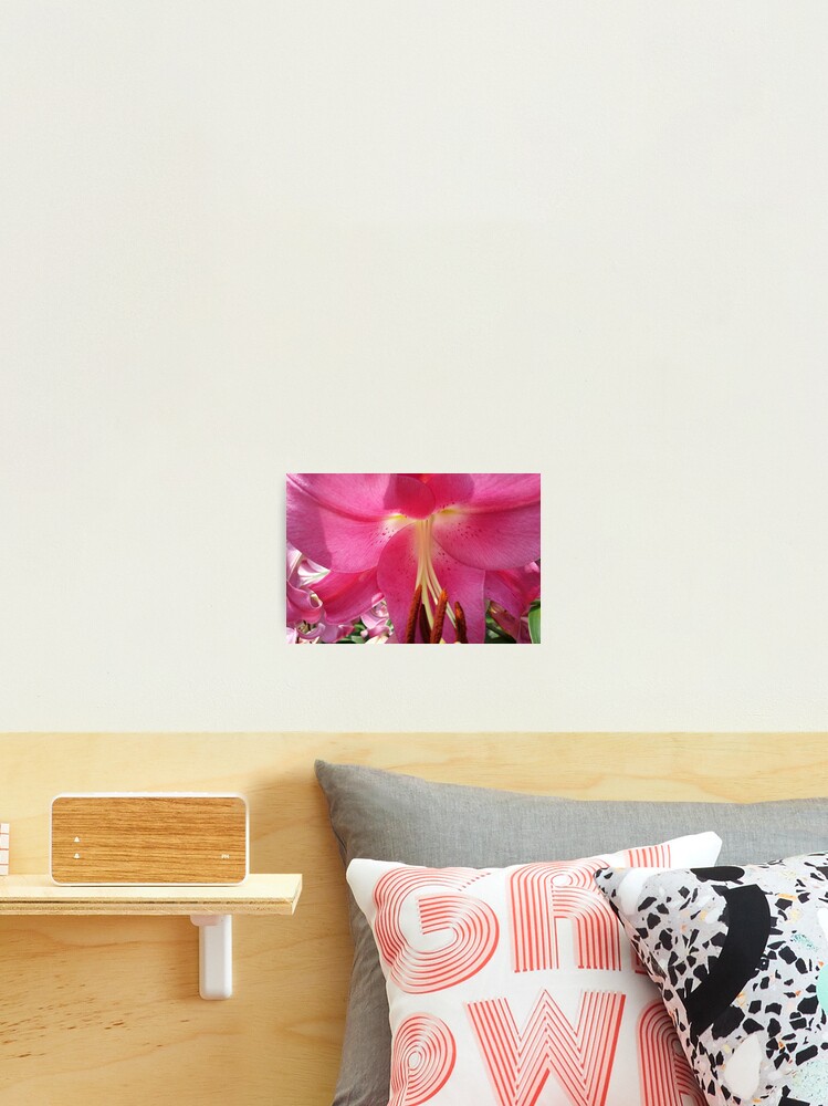Thumbnail 1 of 3, Photographic Print, Lovely Pink Lily designed and sold by Heather Gaffney.
