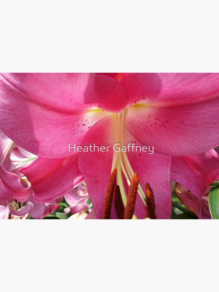 Thumbnail 3 of 3, Photographic Print, Lovely Pink Lily designed and sold by Heather Gaffney.