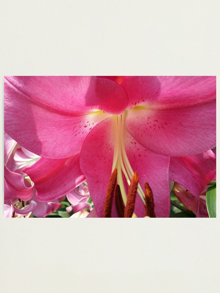 Photographic Print, Lovely Pink Lily designed and sold by Heather Gaffney