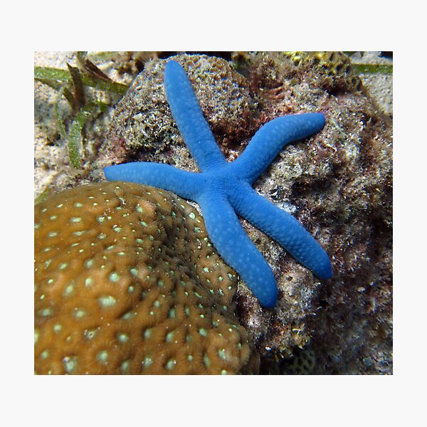 BLUE STAR Photographic Print