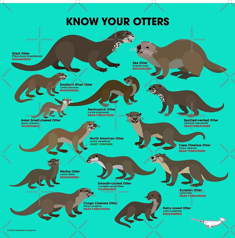 know-your-otters-by-pepomintnarwhal-redbubble