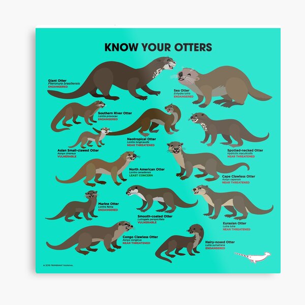 Know Your Otters Metal Print