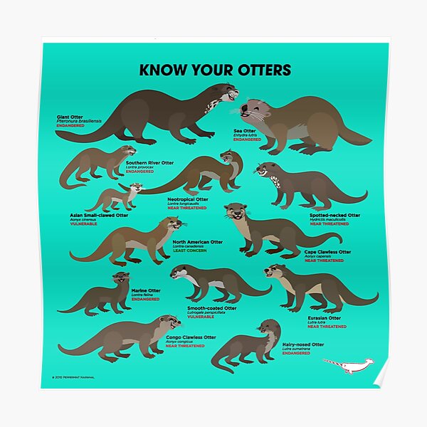 Know Your Otters Poster