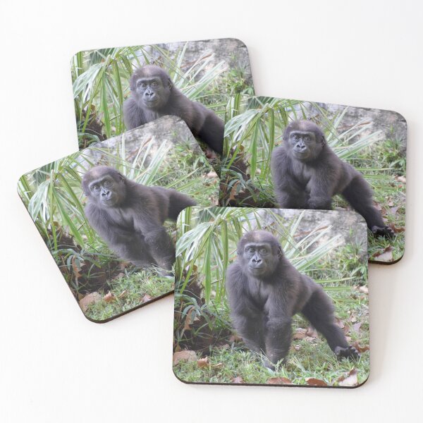 Item preview, Moke the Gorilla at the National Zoo designed and sold by Zoo and Nature Photography by Karie.