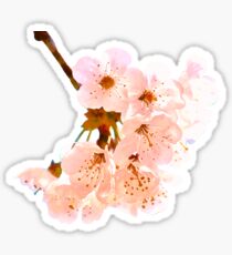 Cherry blossom Sticker