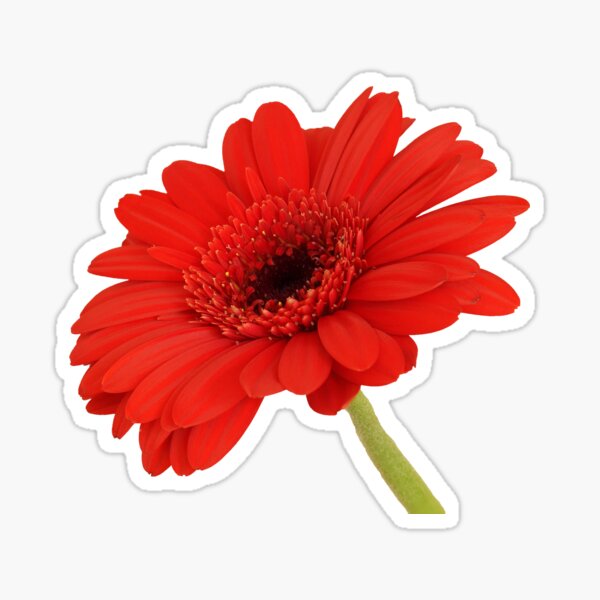Red Gerbera Daisy Sticker