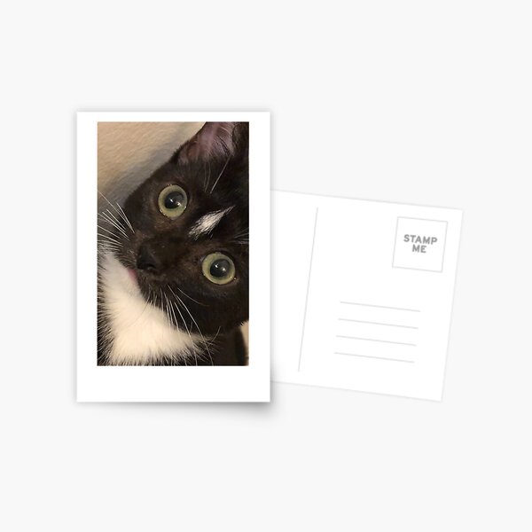 Bapistry Window and Black Cat Postcard Frame