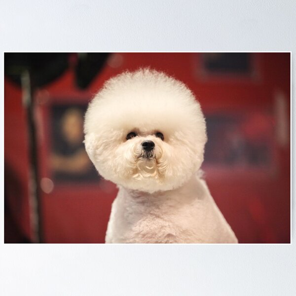 Bichon frise best sale red fur