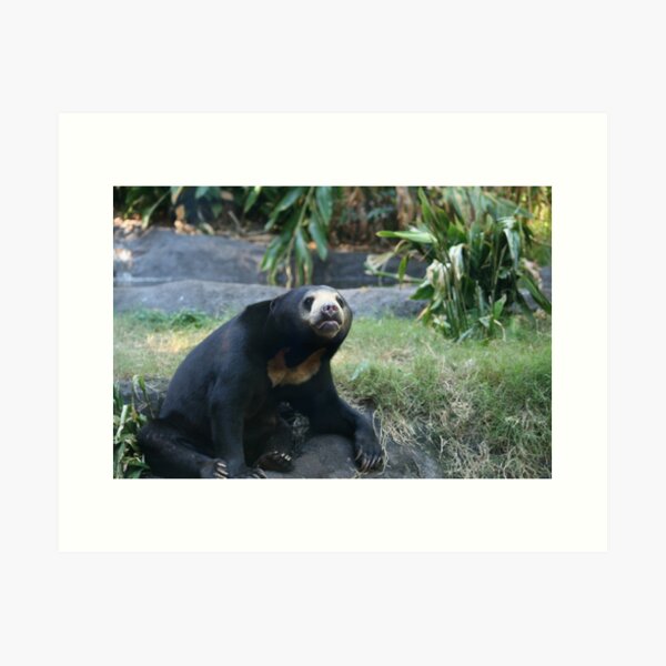 Item preview, Sun Bear designed and sold by LeanneAllen.
