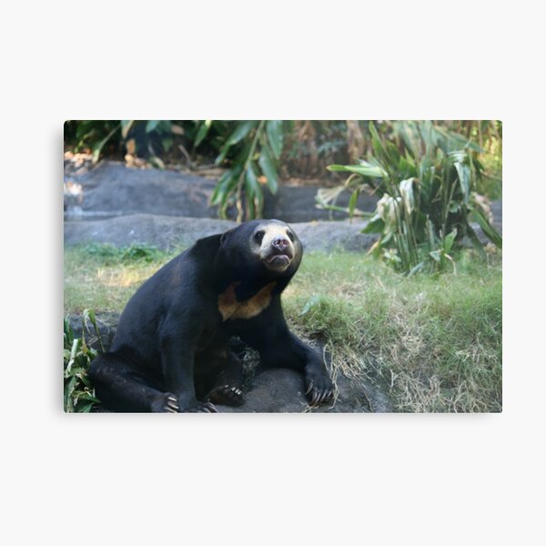 Item preview, Sun Bear designed and sold by LeanneAllen.