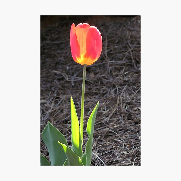 Item preview, Backlit solo tulip designed and sold by Roger Easley.