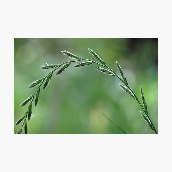 Item preview, gone to seed designed and sold by Roger Easley.