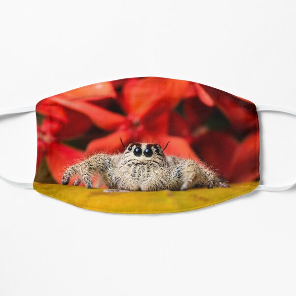 Jumping Spider Accessories for Sale