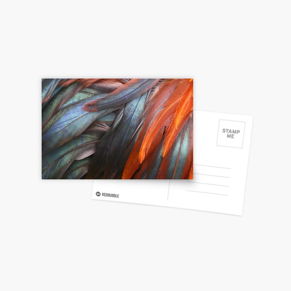 Feathers - Nature's Abstract Postcard