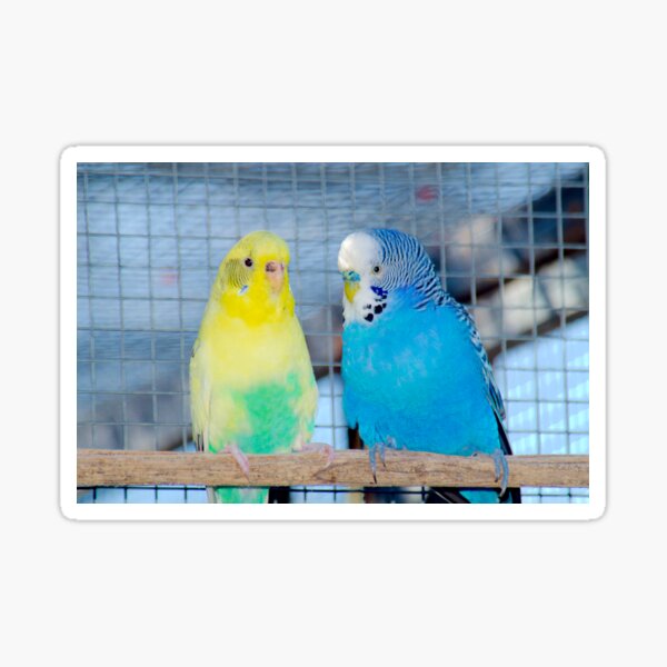 Pair Of Budgies Sticker For Sale By Ndarby1 Redbubble