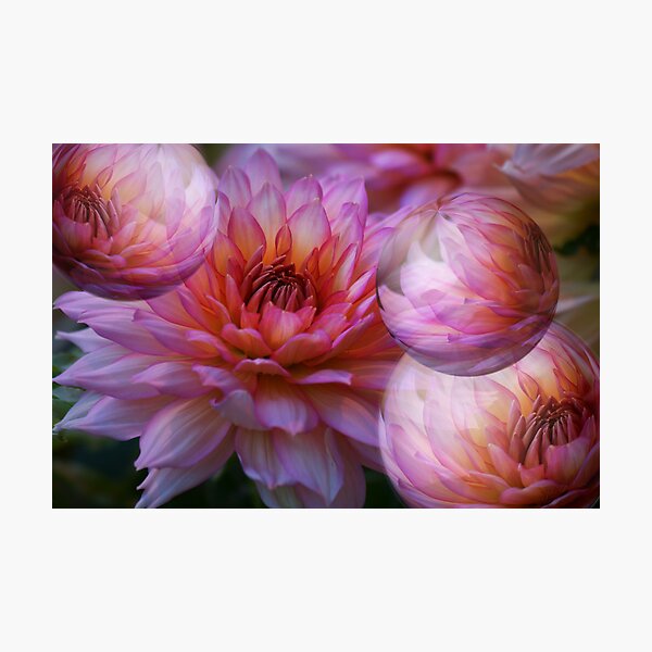 Blooms and bubbles abound! Photographic Print