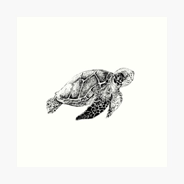 Turtle - Pen and Ink Art Print