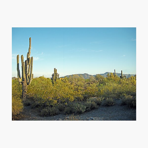 Desert Morning Photographic Print
