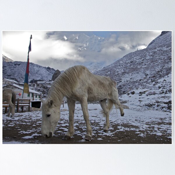 White horse stretching on an icy morning, Nepal Poster