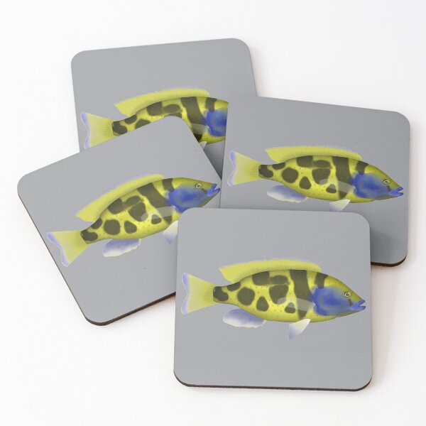 Item preview, Venustus hap designed and sold by fishfolkart.