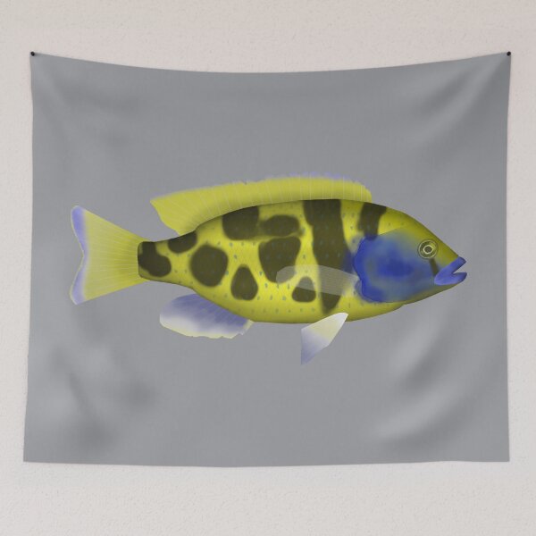 Item preview, Venustus hap designed and sold by fishfolkart.
