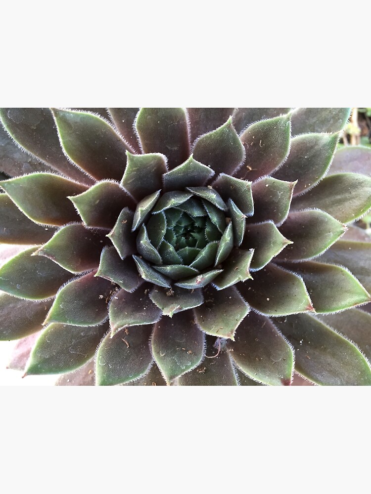 Sempervivum from A Gardener's Notebook by douglasewelch