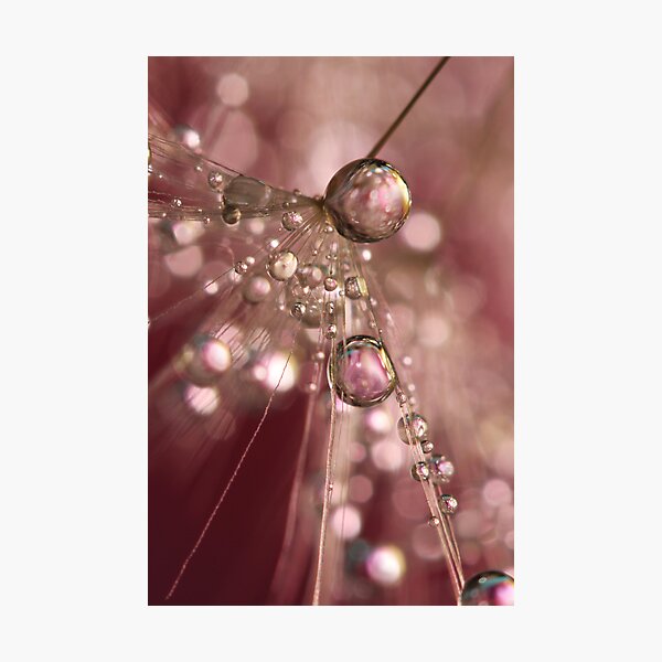 Raspberry Dandy Sparkles Photographic Print