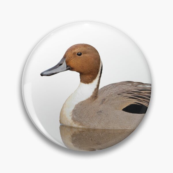 Item preview, Reflections of a Northern Pintail Duck designed and sold by walkswithnature.